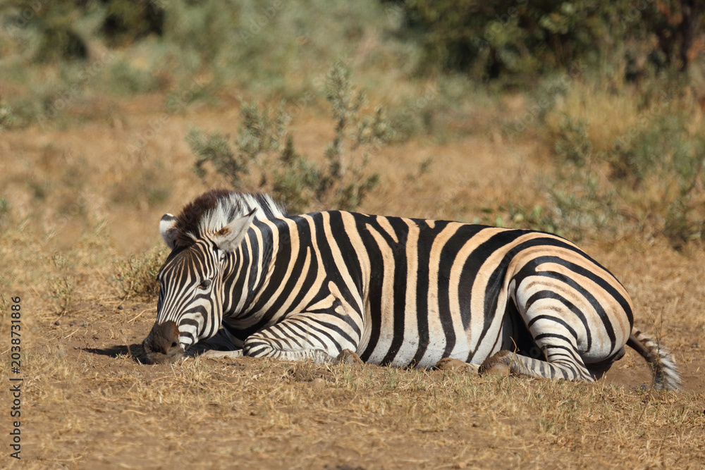 Fototapeta premium Steppenzebra / Burchell's zebra / Equus quagga burchellii