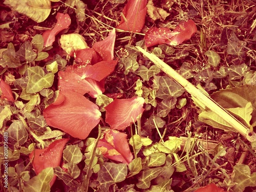 Canvastavla Red rose petals rest gently on a bed of ivy and grass, creating a striking contrast between life and fall
