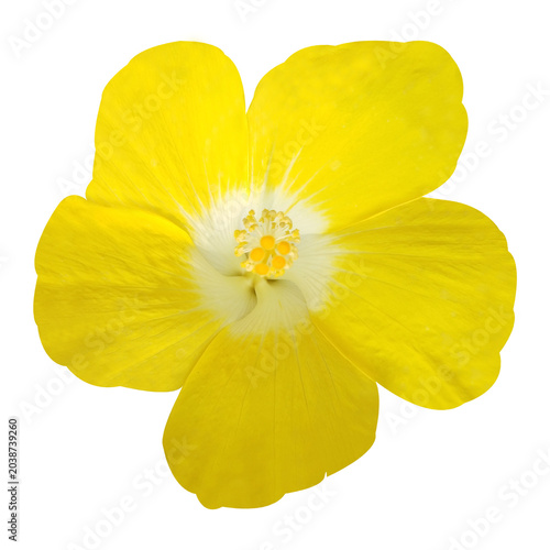 yellow flower isolated on white background