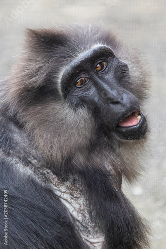 Billede på lærred Tonkean macaque (Macaca tonkeana) is a species of primate in the family Cercopithecidae
