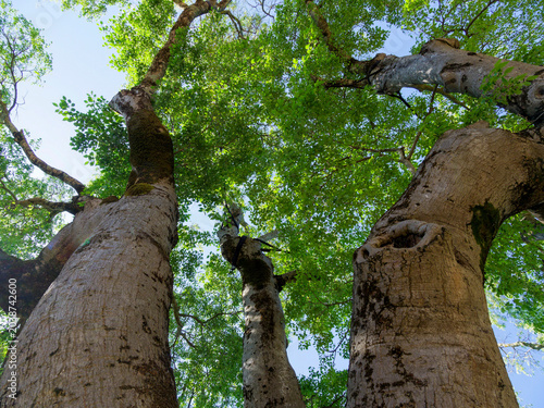 Haut et énormes vieux troncs élancés de micocoulier du Midi ou Micocoulier austral (Celtis australis)
