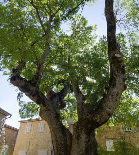 Celtis australis - Grand et vieux micocoulier de Provence ou falabreguier, planté en l'an 1500, ombrageant l'entrée du village provençal de Fox-Amphoux (Var)
