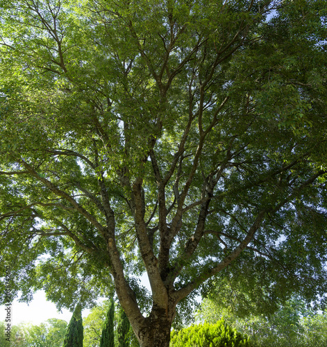 Micocoulier de Provence (Celtis australis). Arbre d'ombre à couronne en forme de parasol, tronc rà écorce gris foncé, branches étalées et rameaux ornés d'un feuillage dense vert foncé