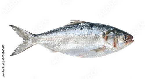 Grey fish with pink gills on white background