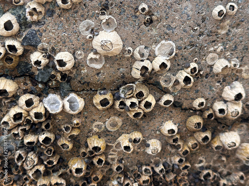 Close-up of barnacle shells on rocky beach