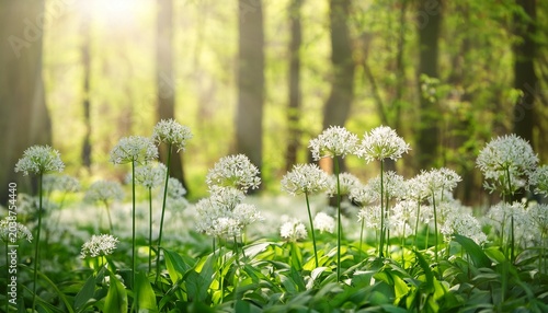 Wild Garlic Flowers Growing In The Spring Forest Ramson Blossoms Seasonal Background
