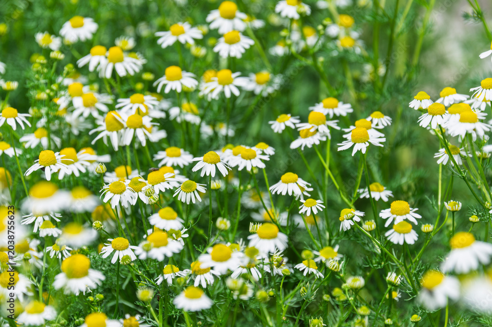 Fototapeta premium Beautiful German chamomile flowers blooming in the garden soft focus botanical background