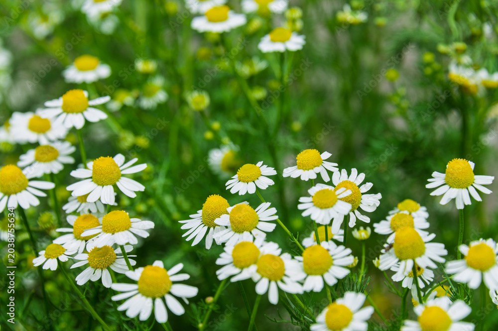 Fototapeta premium Charming white German chamomile flowers blooming in the green summer meadow natural background