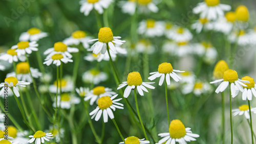 Close up of beautiful white German chamomile flowers blooming in the garden botanical background