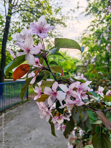 Delicate pink and white apple blossoms with green leaves on a flowering tree branch. Soft blurred garden background. Spring bloom and nature beauty scene for seasonal design projects.