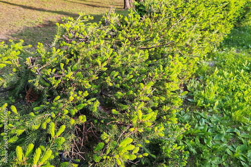 Bright green fresh spring shoots of an evergreen shrub spruce with dense needles on branches. Outdoor garden landscaping with grass lawn background. Nature and ecology concept.