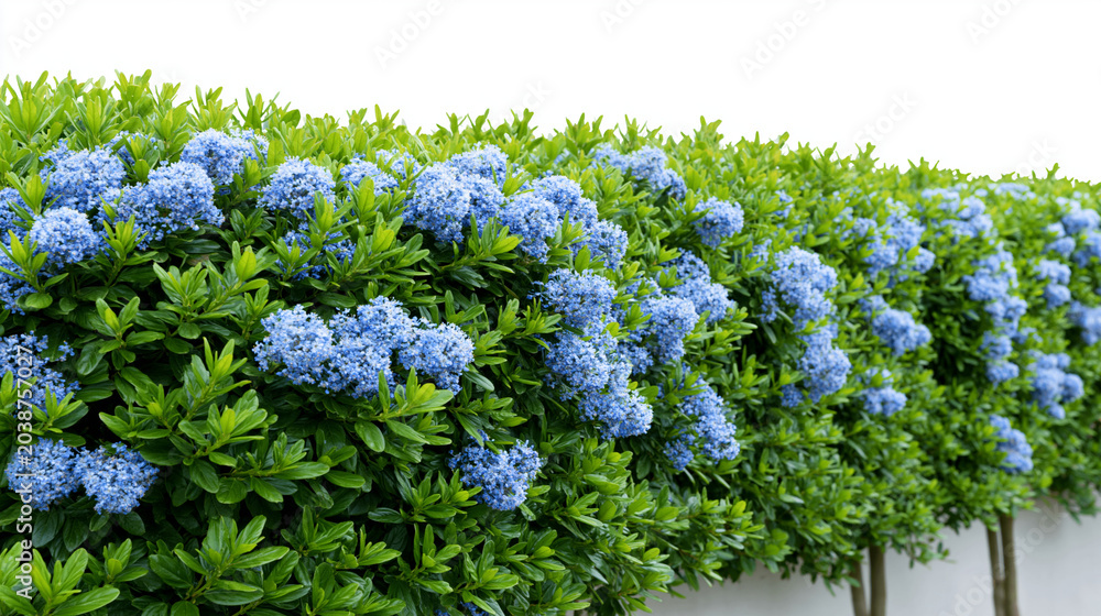 Obraz premium Flowering green hedge with blue blossoms isolated on white background, manicured garden shrubbery, decorative landscape topiary bush for architectural visualization, with copy