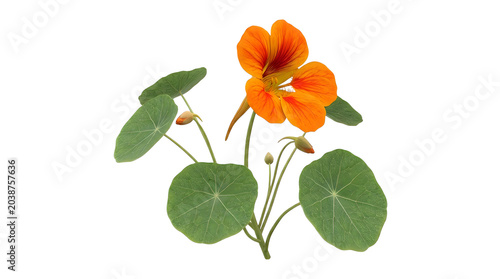Vibrant orange nasturtium flowers with green leaves