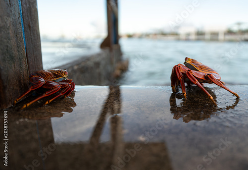 Foto Two Sally Lightfoot crabs resting on wet dock, Galapagos Islands