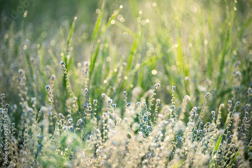 Soft focus meadow with dew drops and bokeh lights on a sunny morning