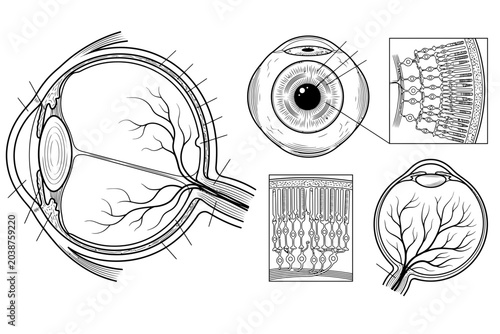 Foto Detailed human eye anatomy diagram with cross sections