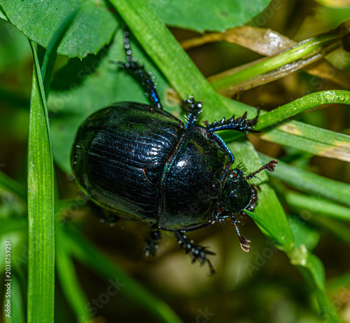 Foto dor beetle (Anoplotrupes stercorosus) or dung beetle