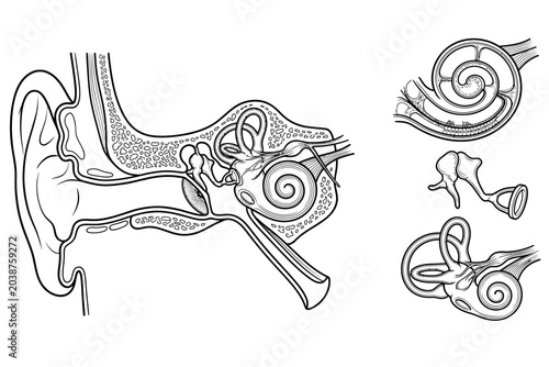 Canvastavla Detailed Human Ear Anatomy and Inner Ear Structures