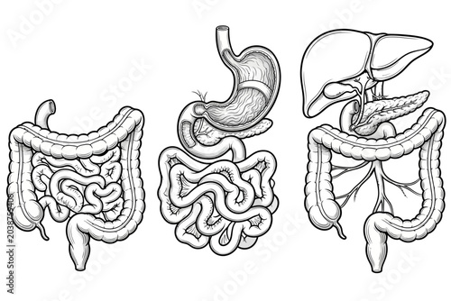 Human digestive system organs stomach intestines and liver diagrams