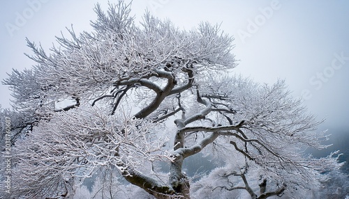 A Tree With Branches Covered In Ice And Snow