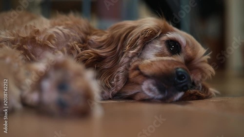 A dog rests on the floor in a cozy room, looking around and enjoying the comfortable surroundings. The animal appears calm, with its soft fur and relaxed posture, adding warmth to the space
