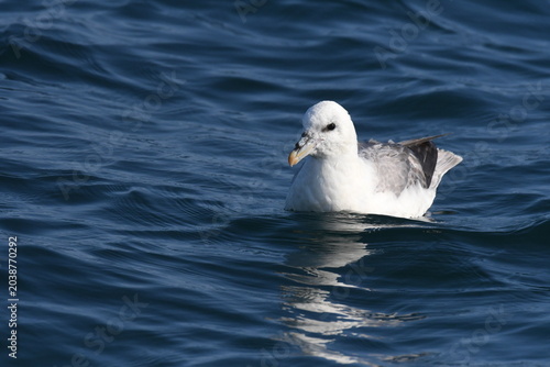Принти на полотні Fulmar