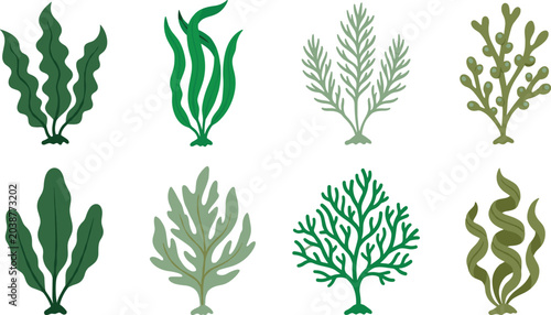 Seaweed and Marine Algae Illustration Collection Featuring Kelp, Ocean Plants, Coral-Like Sea Flora, and Aquatic Botanical Vector Designs