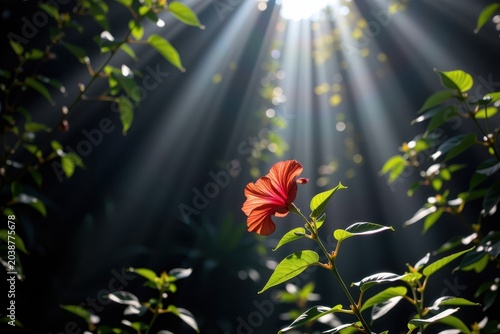 Sunbeams pierce through dense green leaves