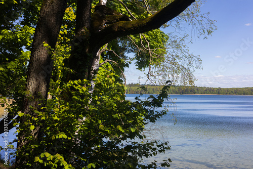 Принти на полотні A pristine forest lake with crystal-clear water sits quietly among towering trees