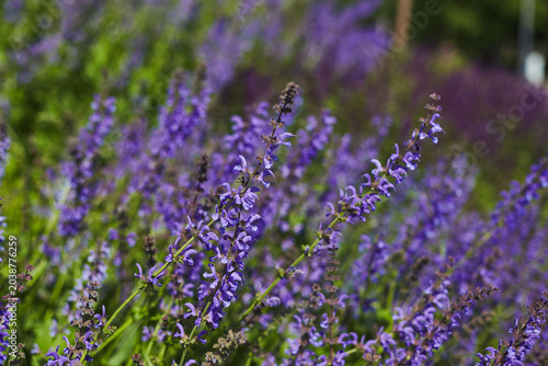 Salvia nemorosa lush flower bed with sage blue and purple flower color lush green color perennial flower bed.