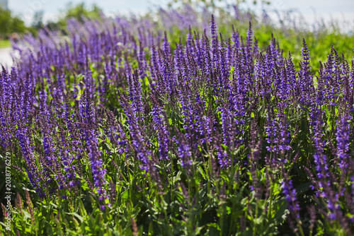 Salvia nemorosa lush flower bed with sage blue and purple flower color lush green color perennial flower bed.