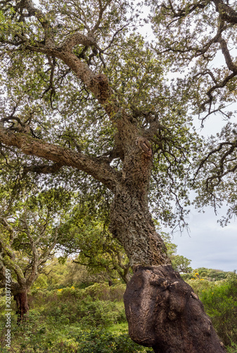 Cork oak (Quercus suber), an evergreen tree known for its thick bark and characteristic Mediterranean habitat.