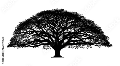 Photos Tree Silhouette Against White Background Detailed Branching Structure