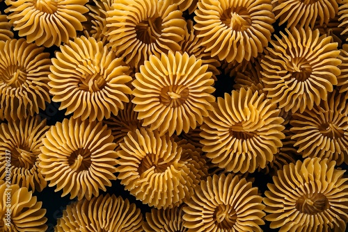 neatly placed pasta spirals