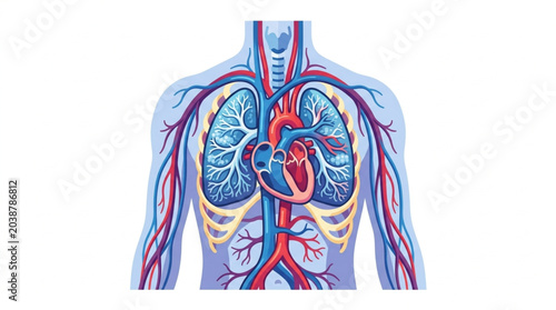 Bild auf Leinwand Human circulatory system and respiratory organs illustration.