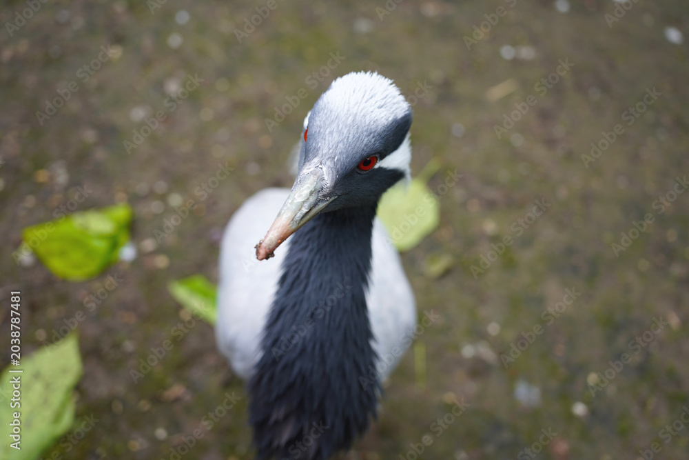 Obraz premium Close-up portrait of a demoiselle crane with striking red eyes in a natural habitat.