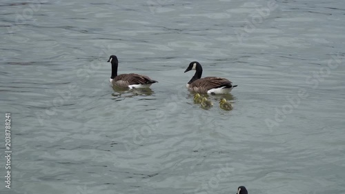 Two Canada geese swimming in lake with three goslings