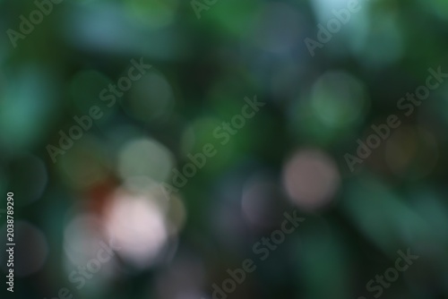 Blurry bokeh background with green foliage and soft light