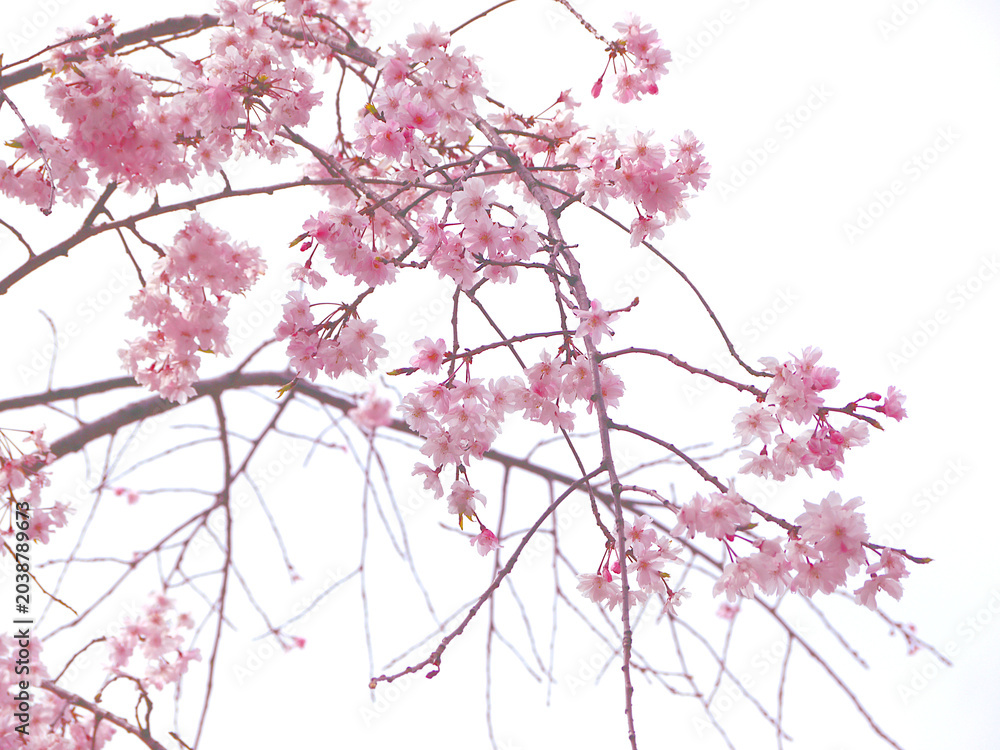 Fototapeta premium 満開の桜