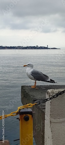 Photography istanbul and birds
