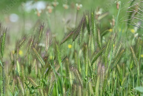 Obraz na plátně A lush texture of wild grass blades growing naturally in a fresh summer meadow