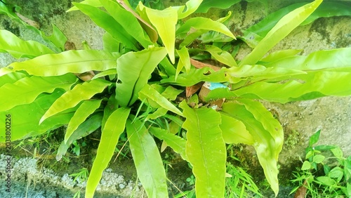 Photos Fresh Green Bird's Nest Fern (Asplenium Nidus) Growing Wild on Stone Wall