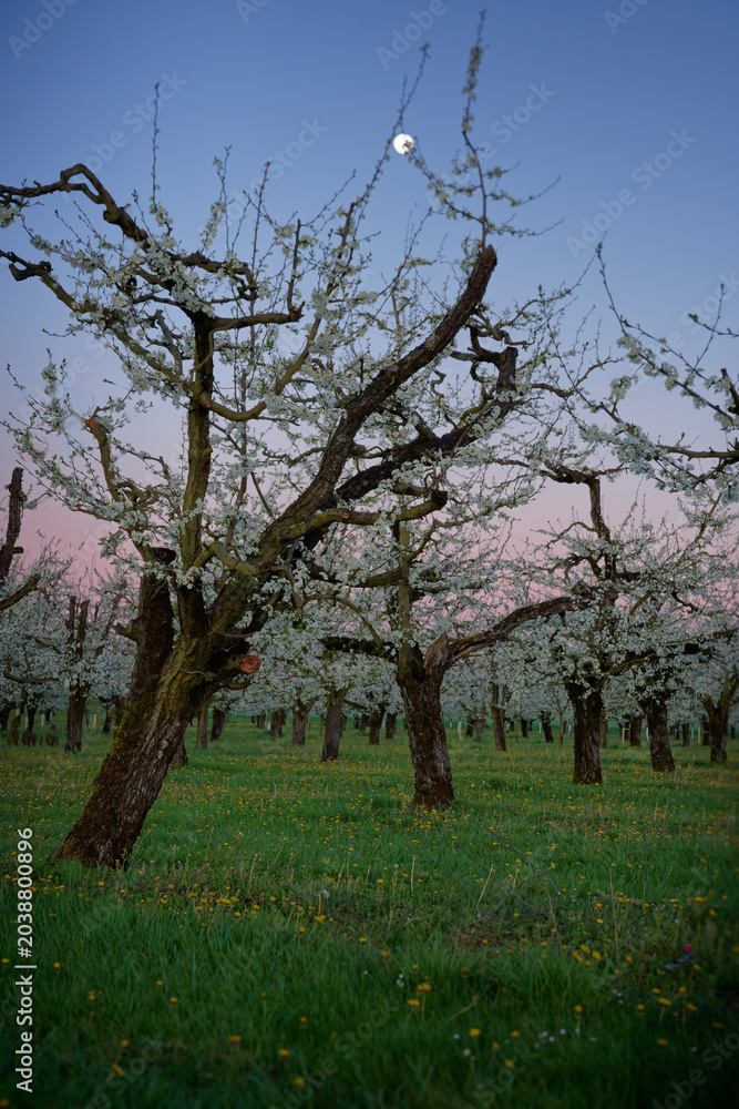 Fototapeta premium Full Moon over Flowering Cherry Trees in France