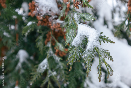 Frozen branch of evergreen fir. Branch of a coniferous tree covered with ice