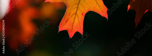 Last autumn oak leaves on a branch. Yellow leaf against the sky.