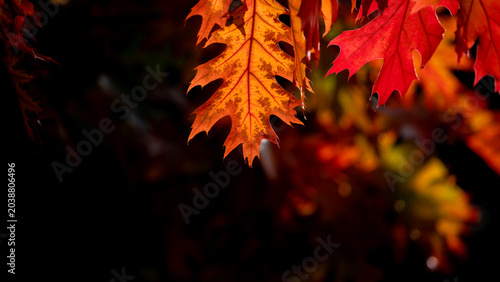 Last autumn oak leaves on a branch. Yellow leaf against the sky..