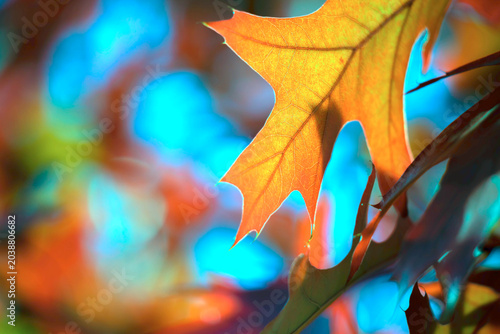 Last autumn oak leaves on a branch.