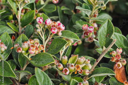 Canvas Print Cotoneaster Franchetii, whitish pink small flowers and buds with green hairy leaves, close up