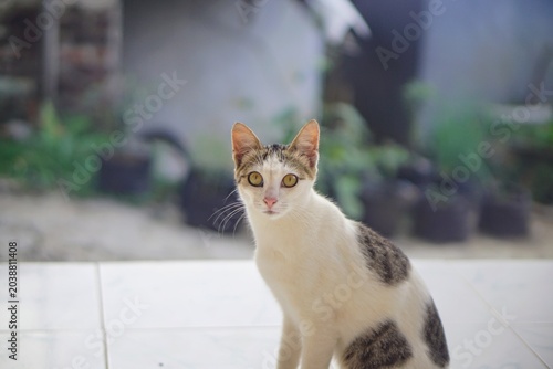Konstfotografi Calm expression of a light tabby patterned pet cat with a soft bokeh background