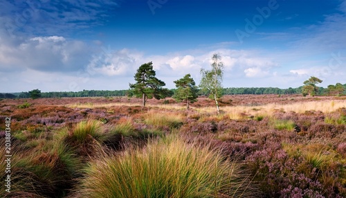 Totengrund In Der Luneburger Heide Bei Wilsede
